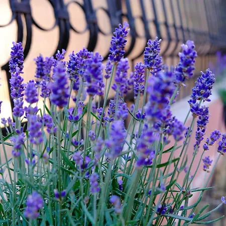 Iulia Affittacamere Eforie Nord