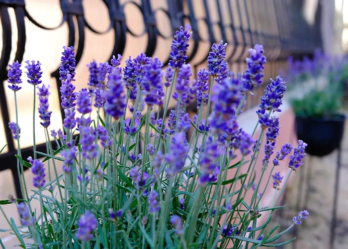 Iulia Casa de hóspedes Eforie Nord